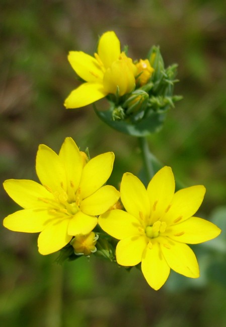 Blackstonia perfoliata / Centauro giallo